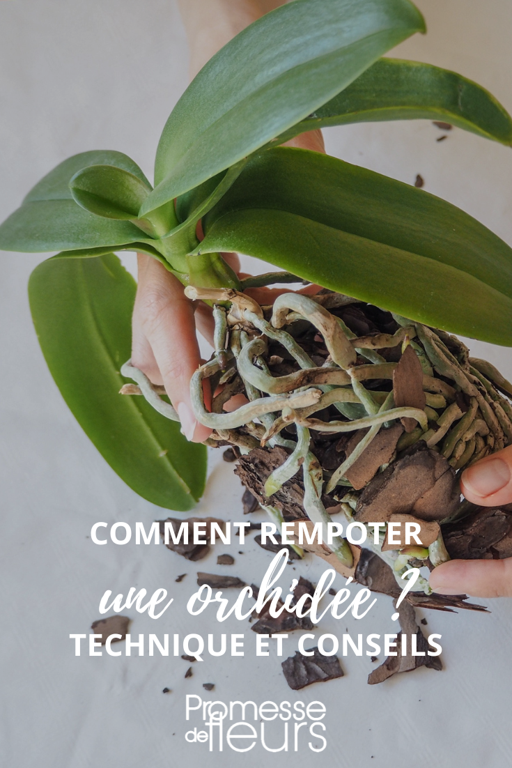 Comment rempoter une orchidée ? - Promesse de Fleurs