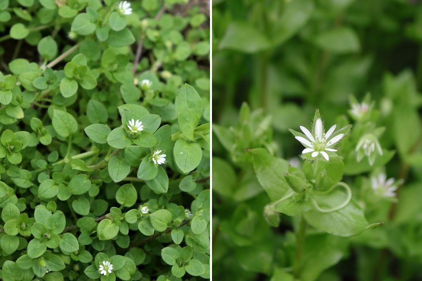 Stellaria media