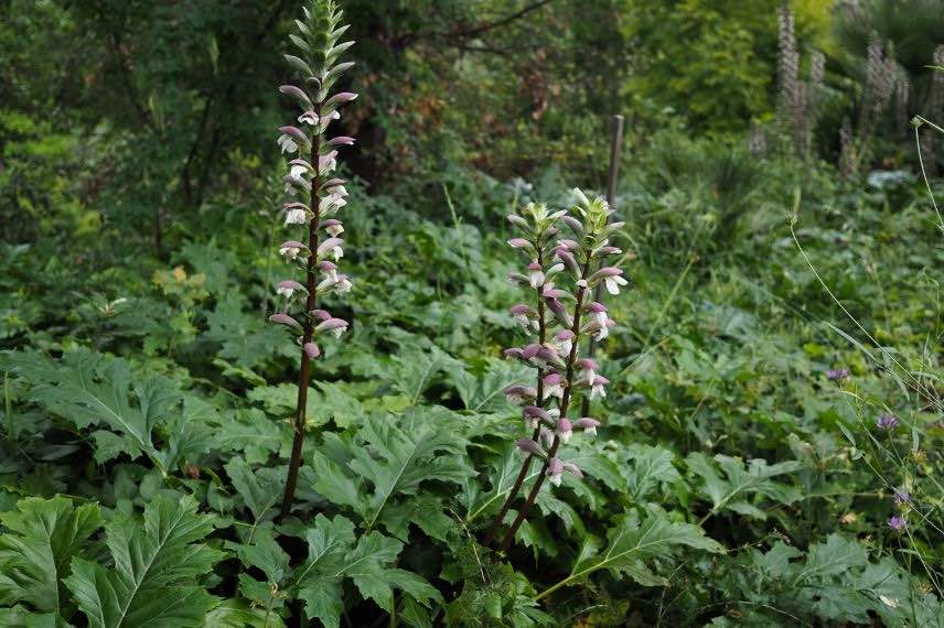 acanthus