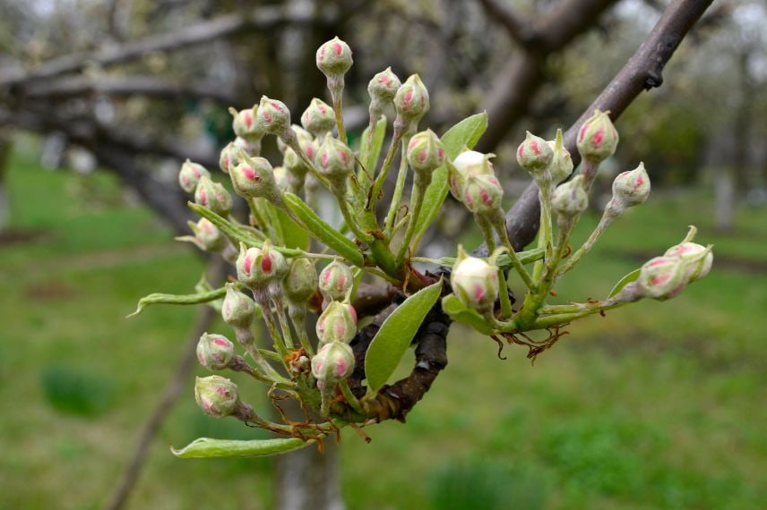 arbres fruitiers et gelées tardives 