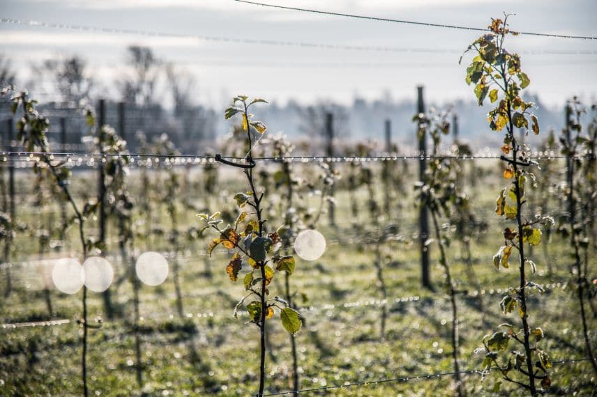 arbres fruitiers et gelées tardives 