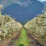 Protéger les arbres fruitiers des gelées tardives