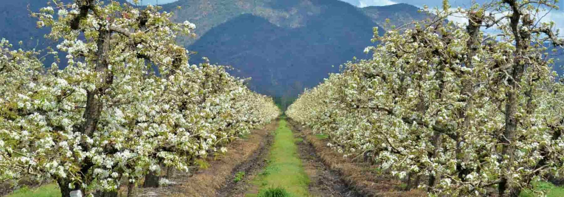 Protéger les arbres fruitiers des gelées tardives