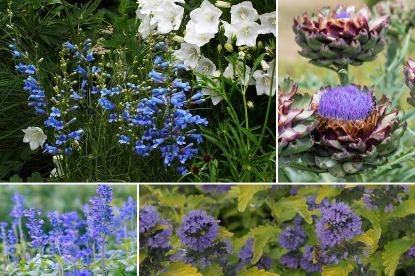 associer les Penstemon galane, associer Penstemon galane, massif avec Penstemon, comment marier le Penstemon