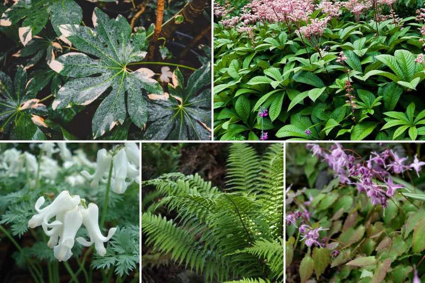 fatsia japonica 