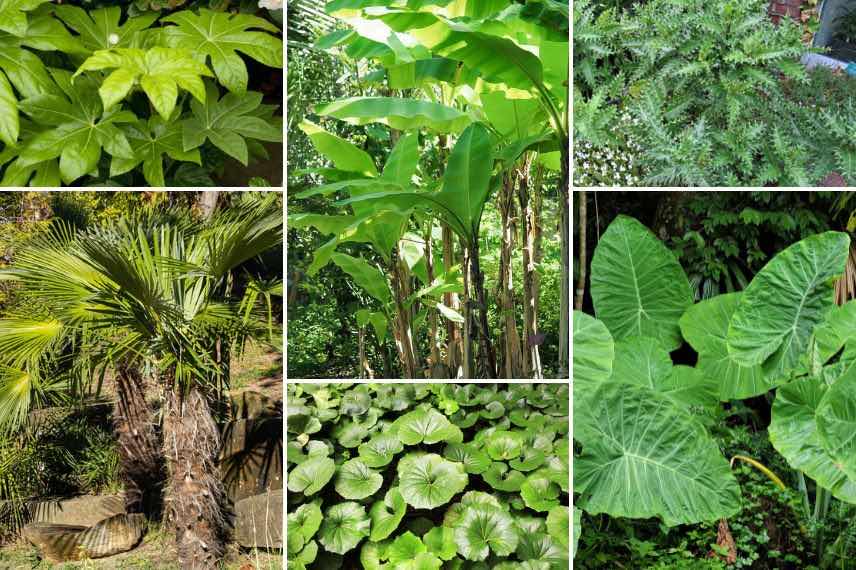 fatsia japonica 