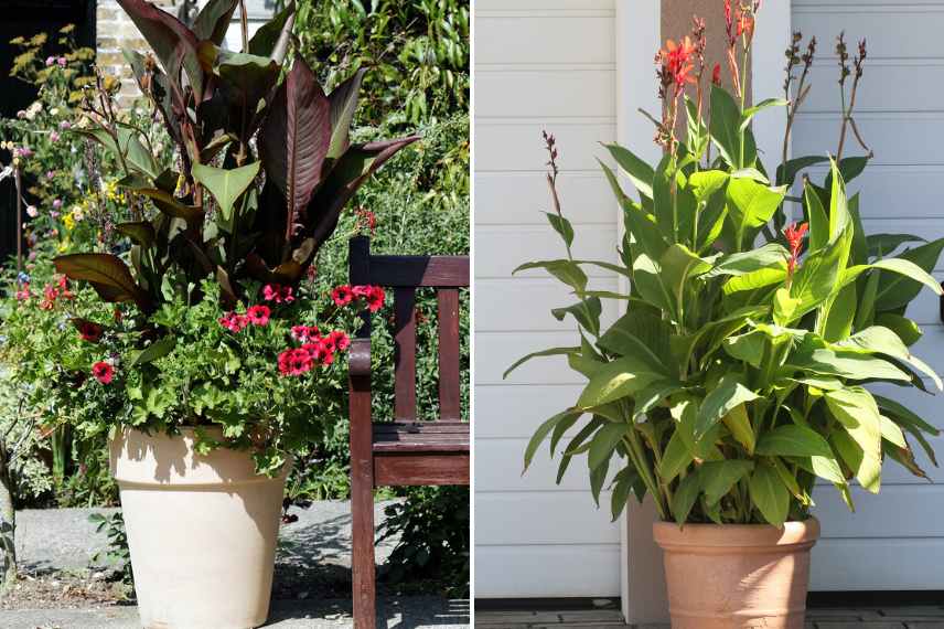 cultiver un canna en pot, culture canna en pot, planter canna en pot, baliser en pot