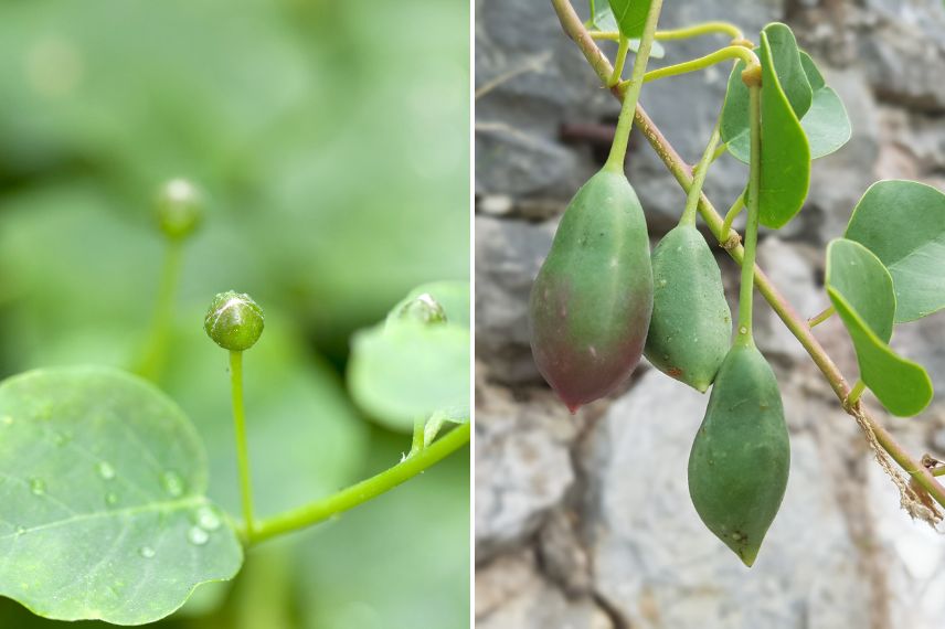 capparis spinosa