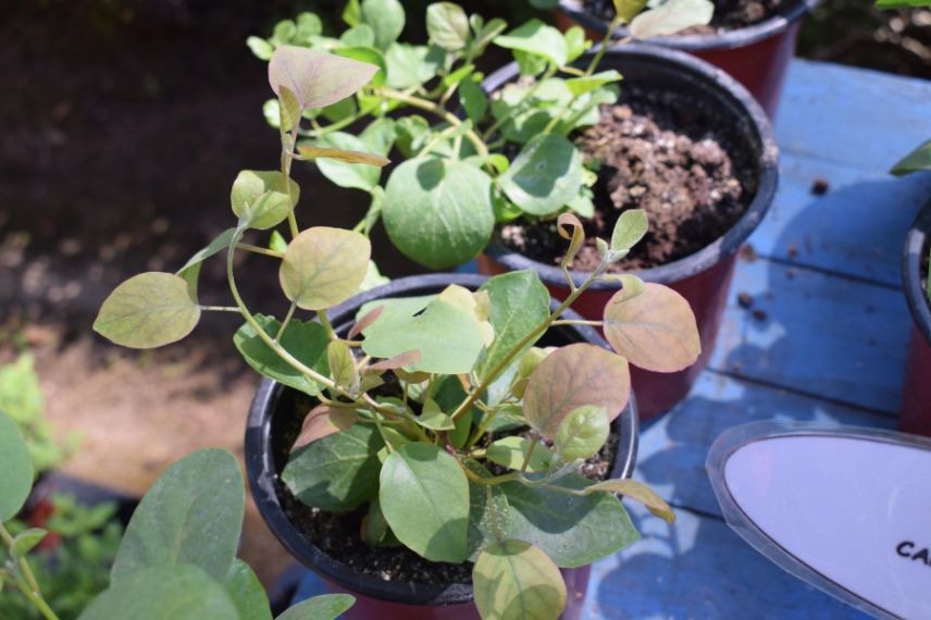 capparis spinosa