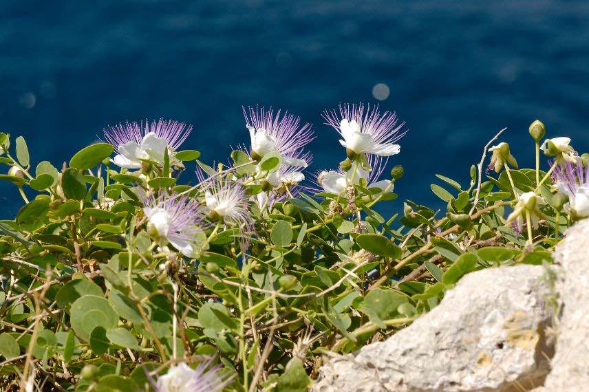 capparis spinosa