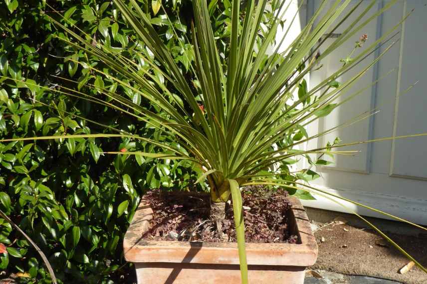 cultiver une cordyline en pot, cordyline potée, cordyline sur terrasse ou balcon