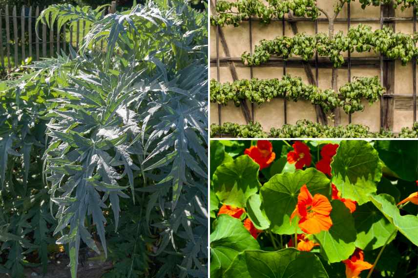 jardin comestible, jardin durable, jardin economique, jardin tendance, jardin beau et bon