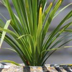 Cultiver la cordyline en pot