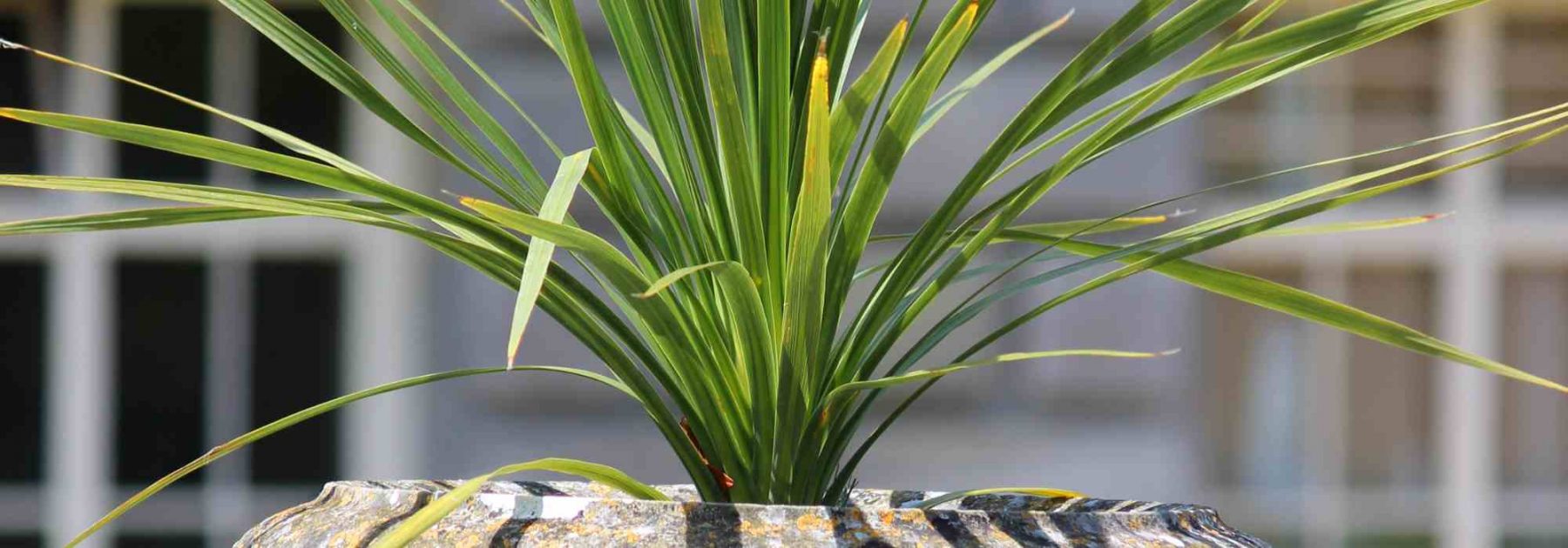 Cultiver la cordyline en pot