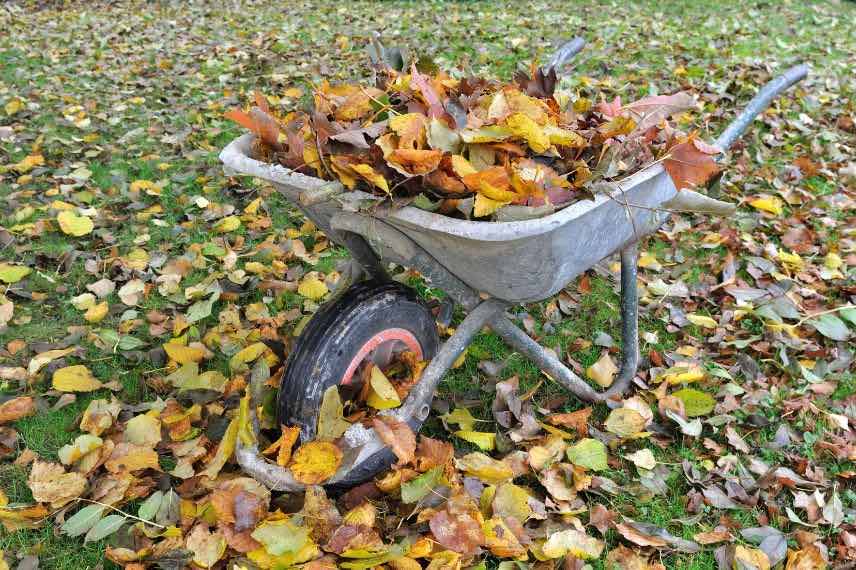 feuilles mortes