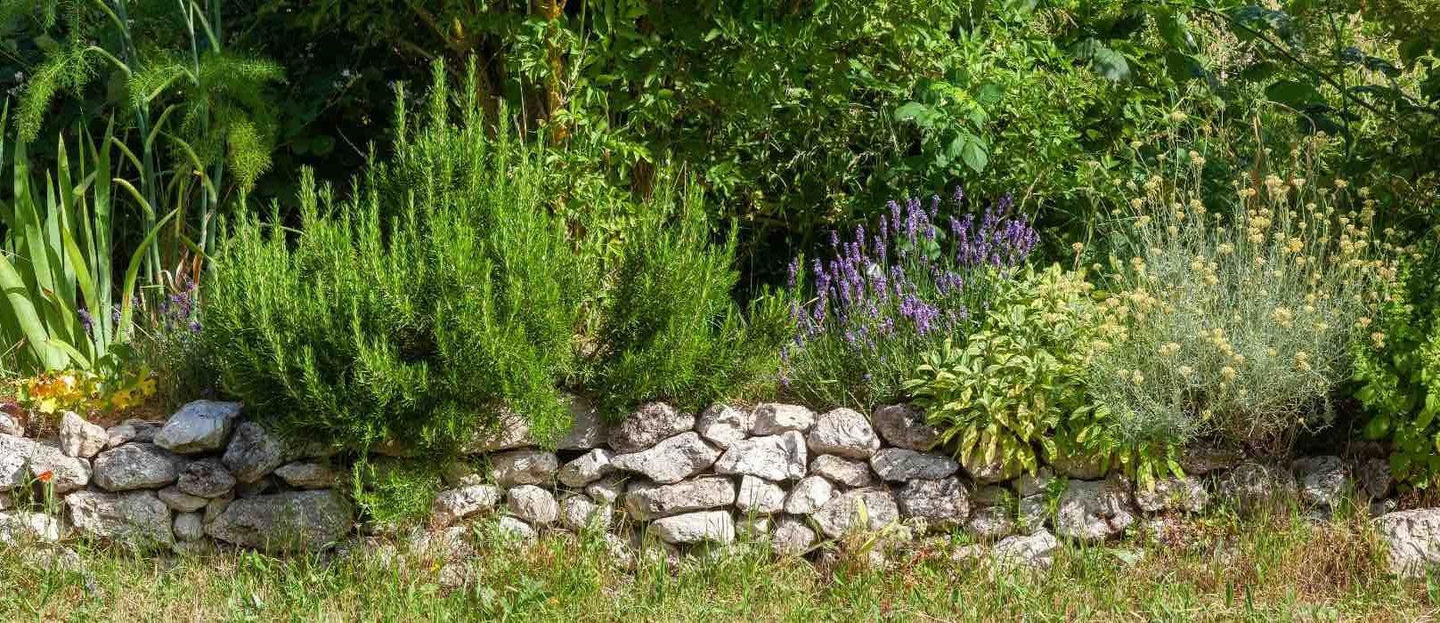 Romarin En Forme De Sucette (Lollipop) - Plante Aromatique Fraîche, Hauteur Max 1 M - Jardin, Cuisine - 11