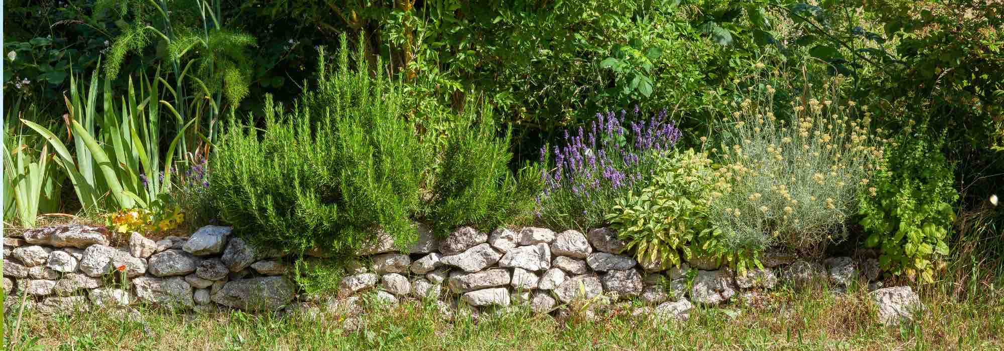 8 plantes aromatiques à cultiver à l'intérieur en hiver - Jardiland