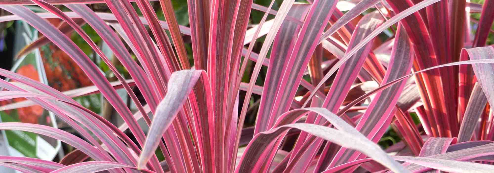 5 Cordylines à feuillage pourpre