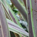 5 cordylines à feuillage panaché