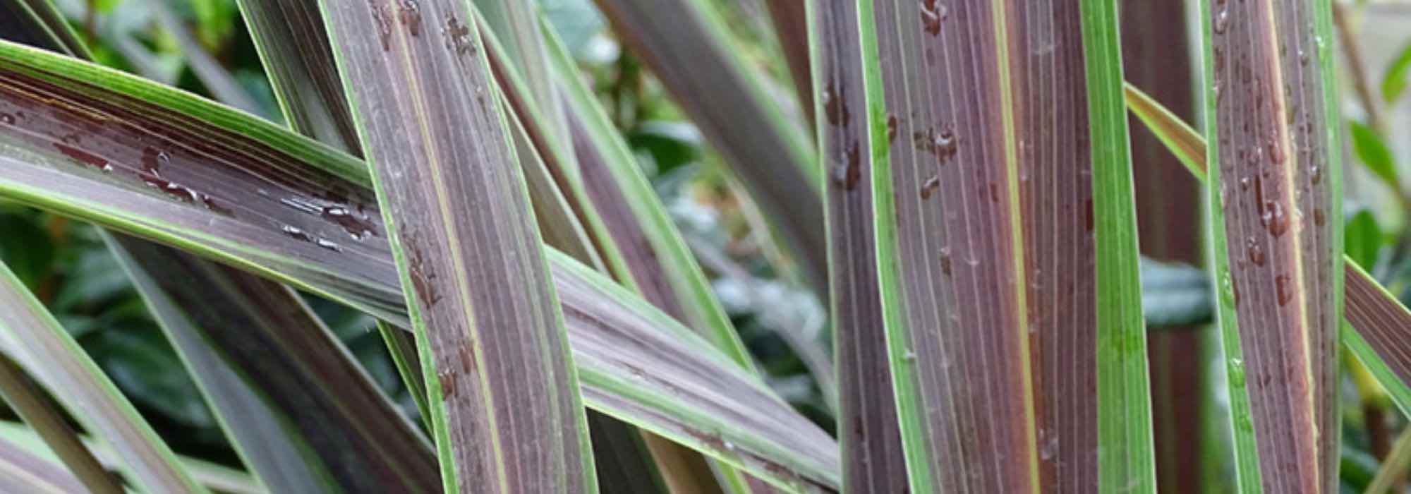 5 cordylines à feuillage panaché