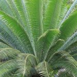 Cycas : 9 idées d'associations