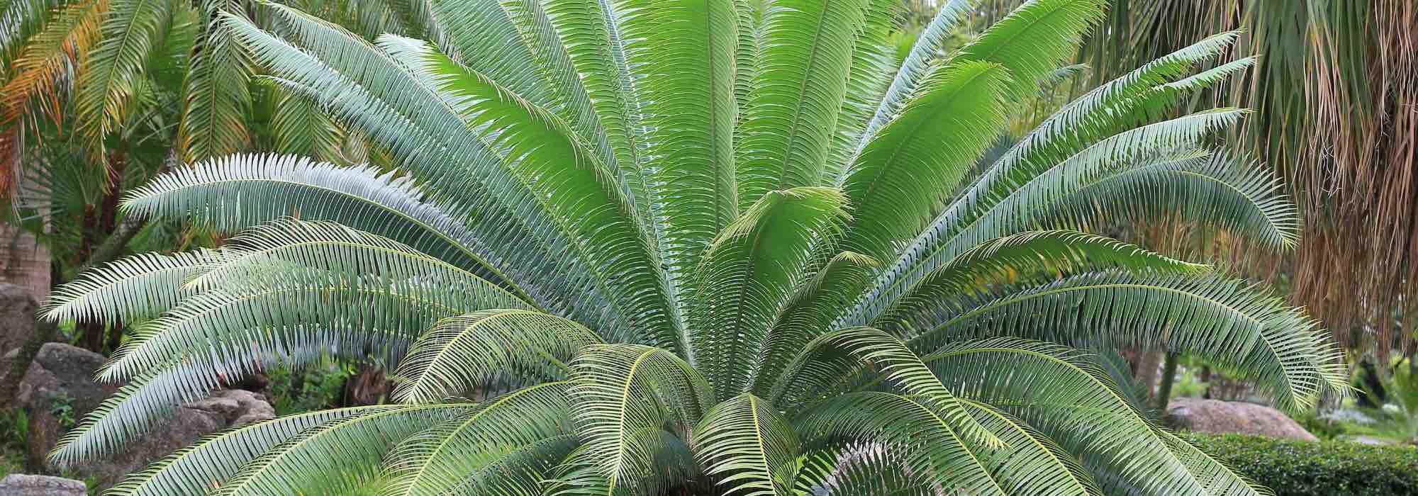 Cycas : 9 idées d'associations