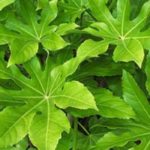 7 idées pour associer le Fatsia