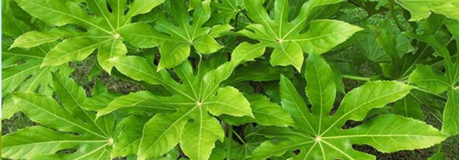 7 idées pour associer le Fatsia