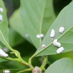 Maladies et parasites du Magnolia