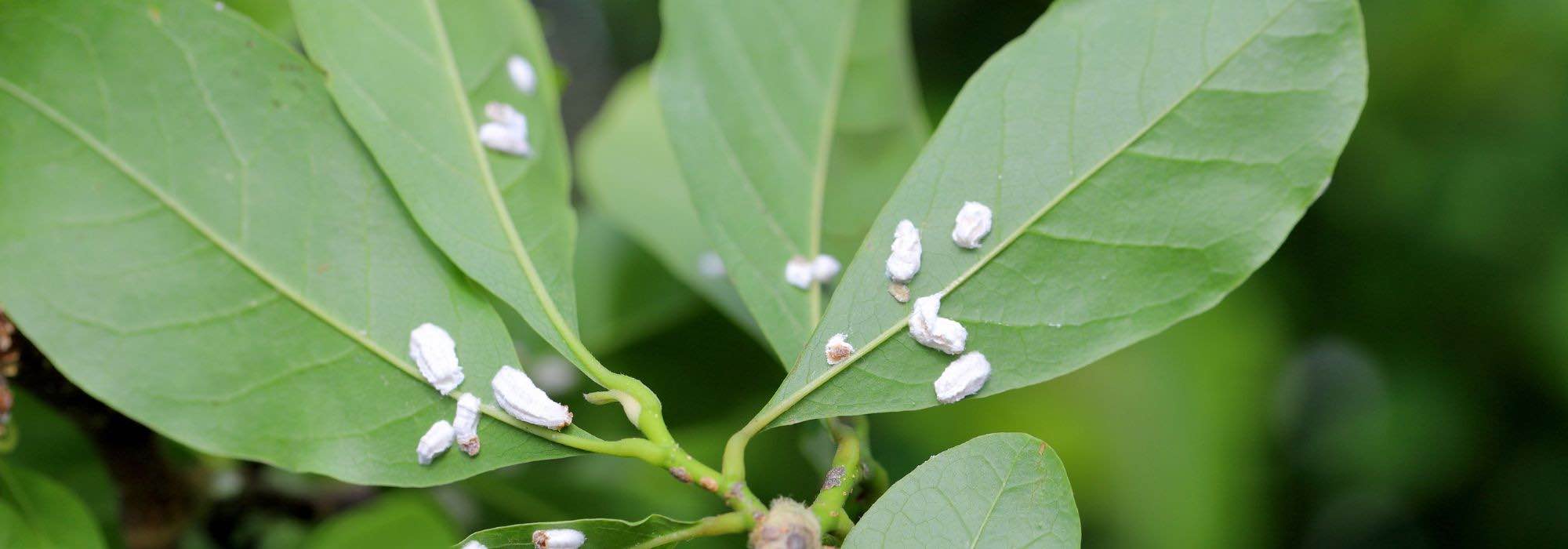 Maladies et parasites du Magnolia