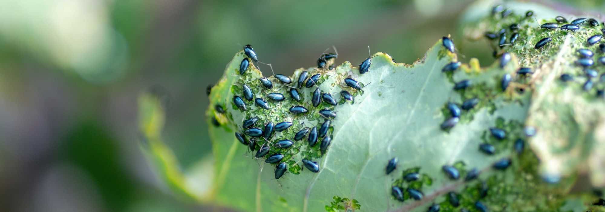 Les feuilles de mes petits pois jaunissent - France Bleu