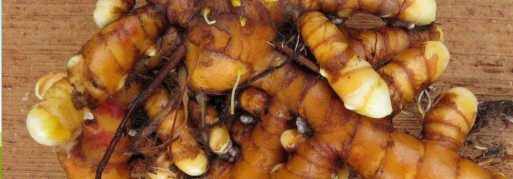 Decoction De Racines 5 racines comestibles originales à cultiver au jardin - Promesse de Fleurs