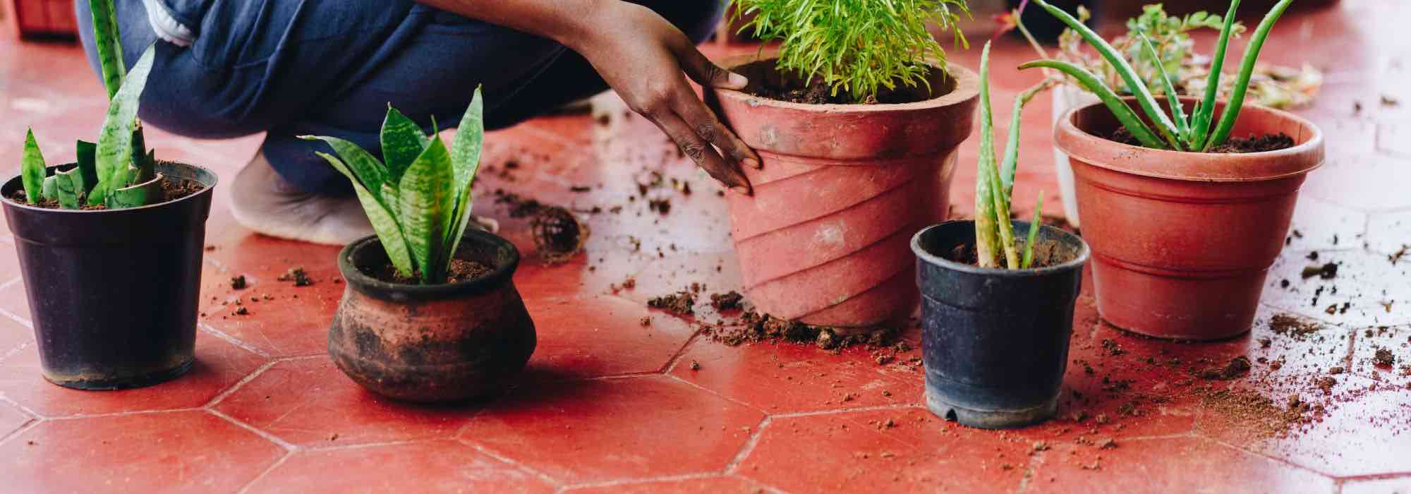 Rempoter une plante d'intérieur