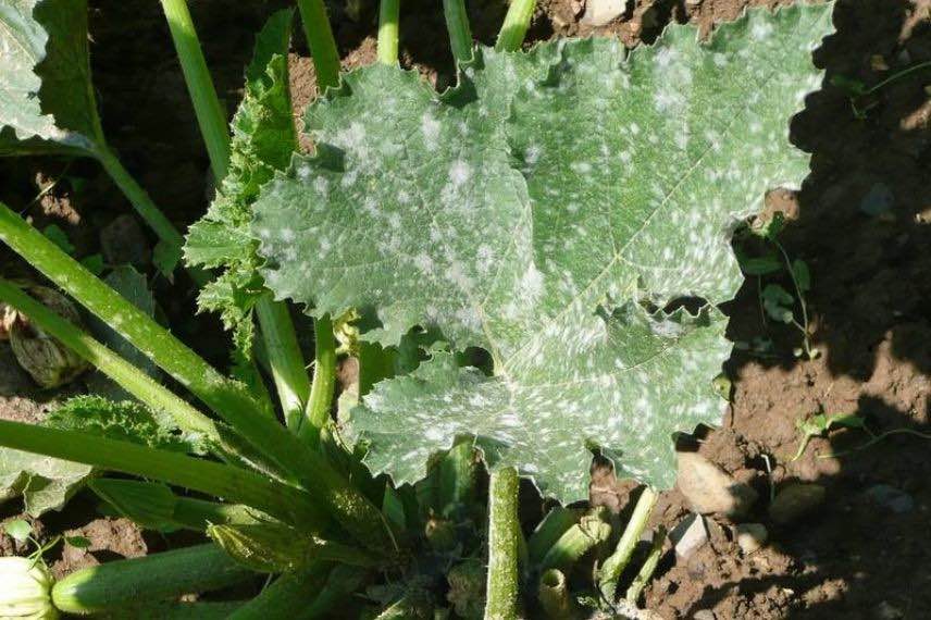 oidium courgette