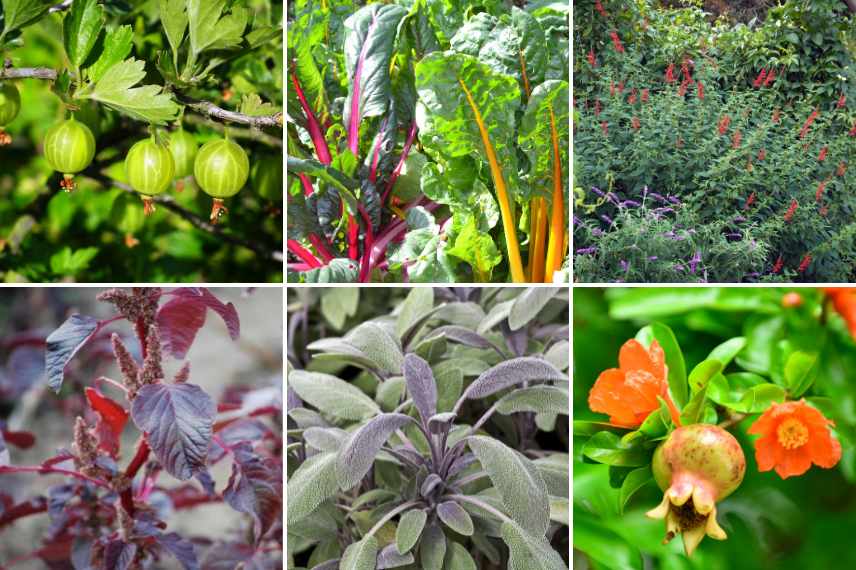 foodscaping definition, jardin comestible, jardin durable, jardin economique, jardin tendance, jardin beau et bon