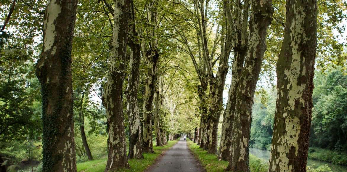 platanus