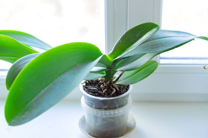 Comment rempoter une orchidée ? Avec quel substrat ?