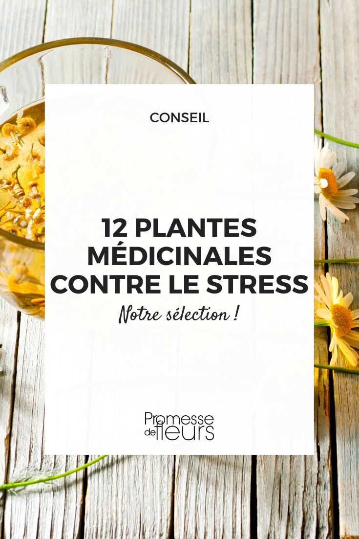 plantes contre le stress
