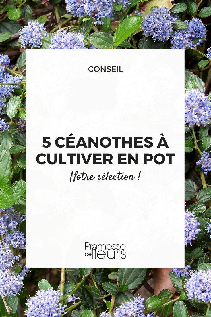 Ceanothus