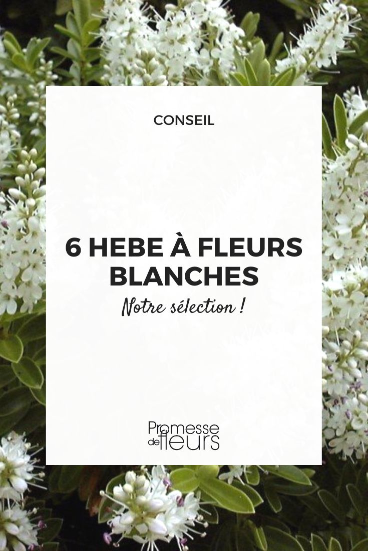 Veronique arbustive à floraison blanche