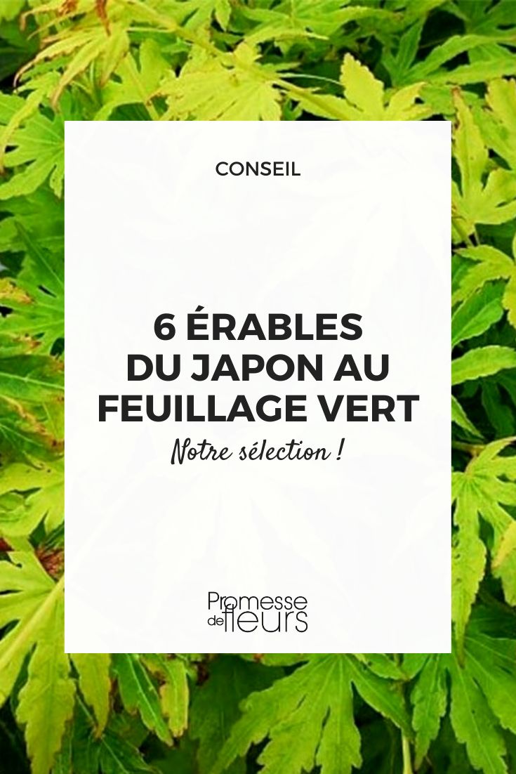 érable feuilles vertes