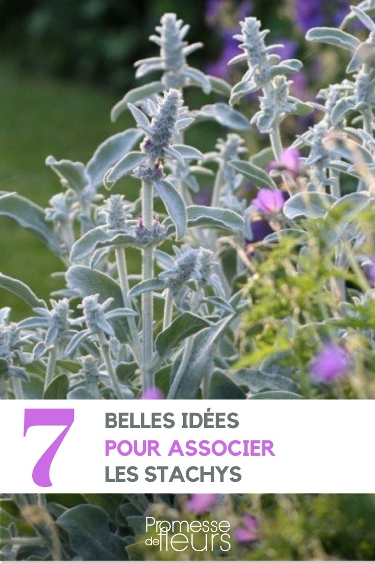 associations stachys au jardin