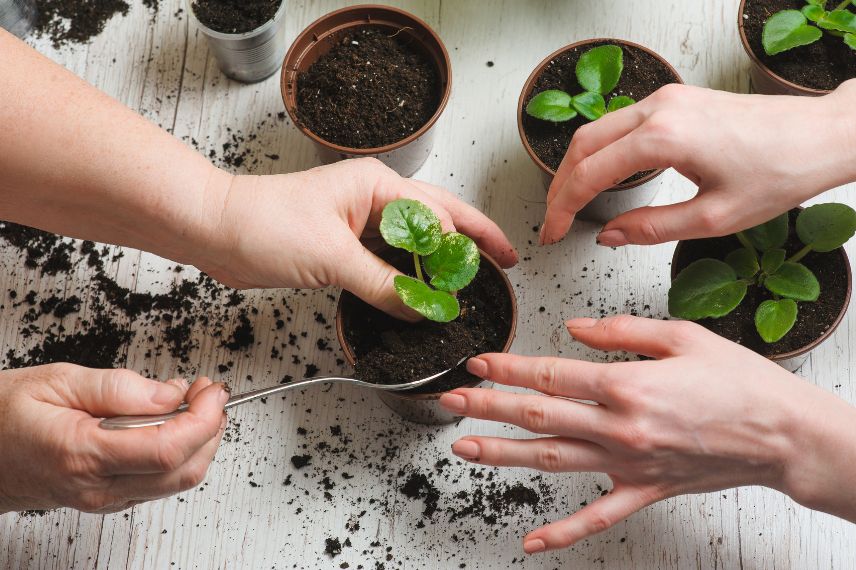 plantes d'intérieur