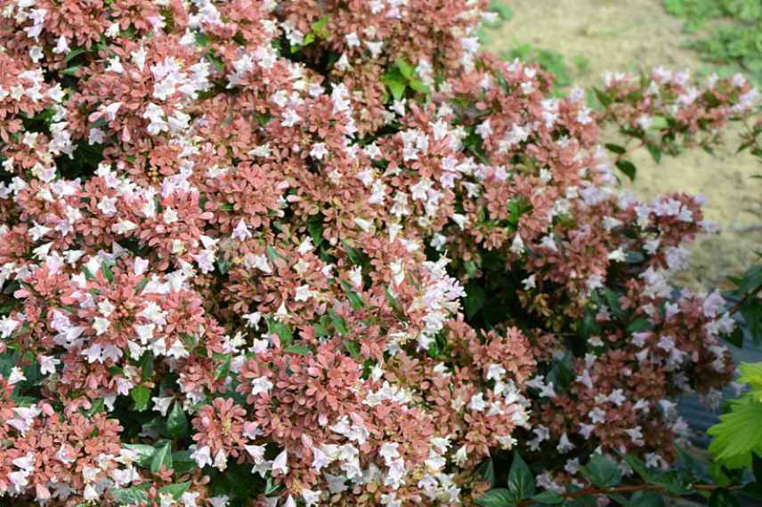 Abelias nains, abelias compacts, abelia de petite taille, abelia pour petit jardin