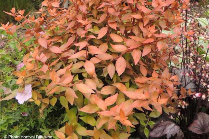 Abelias nains, abelias compacts, abelia de petite taille, abelia pour petit jardin