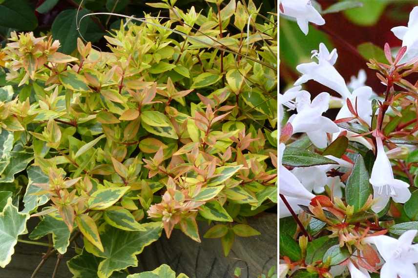 Abelias nains, abelias compacts, abelia de petite taille, abelia pour petit jardin