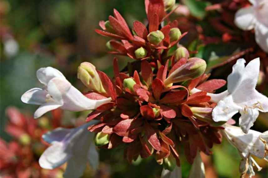 Abelias nains, abelias compacts, abelia de petite taille, abelia pour petit jardin