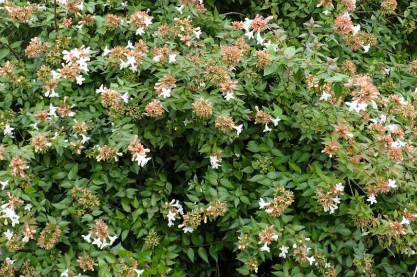 Abelias nains, abelias compacts, abelia de petite taille, abelia pour petit jardin