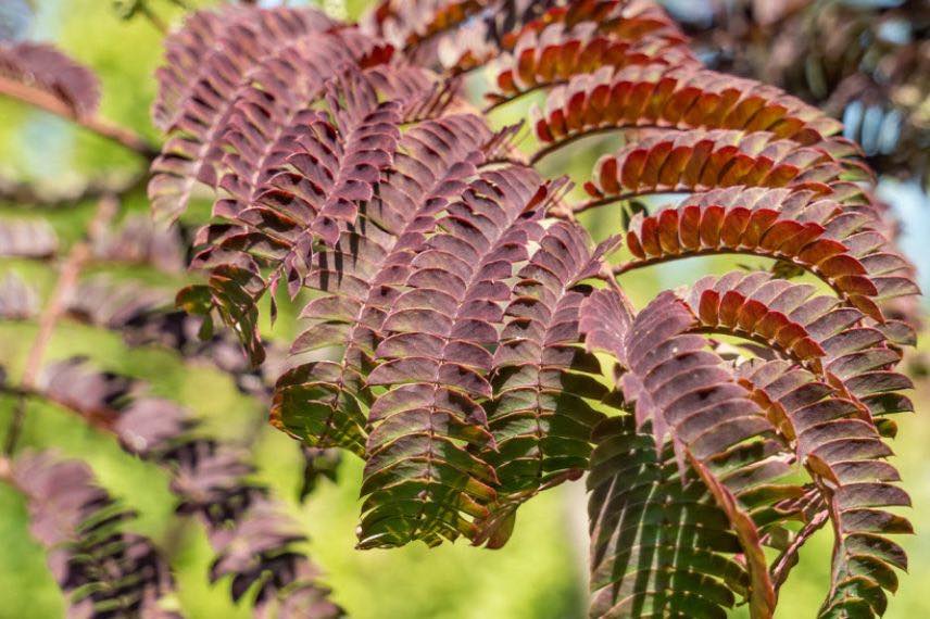 Albizia Eveys Pride