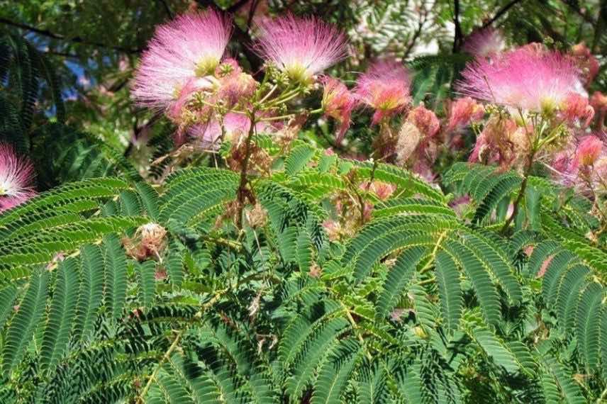 Albizia Rosea